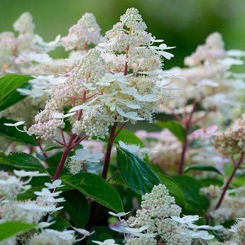 Гортензия метельчатая ‘EARLY HARRY’ Hydrangea paniculata ‘EARLY HARRY’